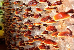 micoterapia funghi medicinali