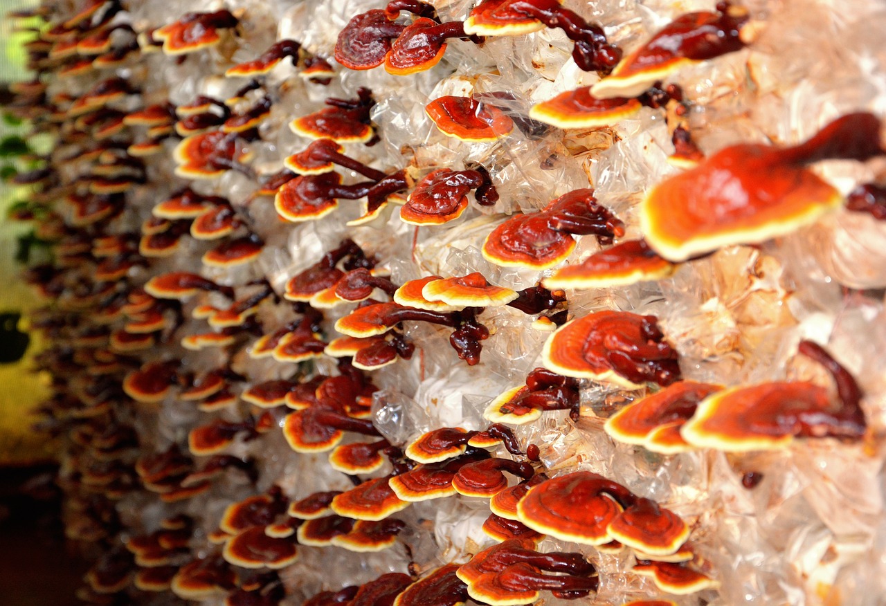 micoterapia funghi medicinali